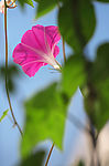牵牛花