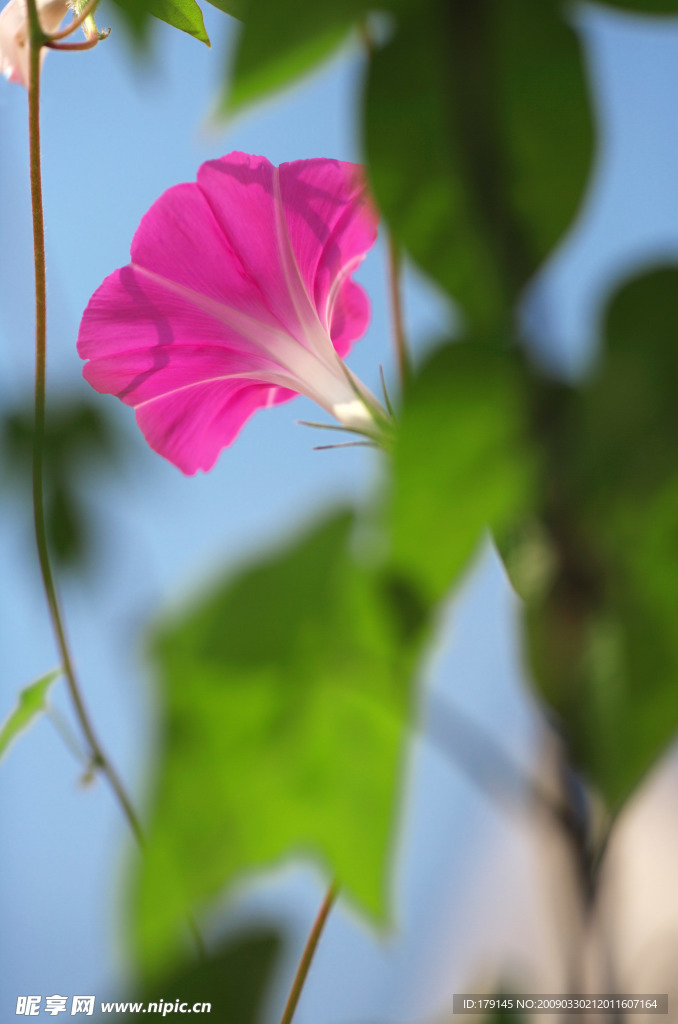 牵牛花
