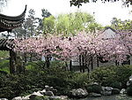 桃花林