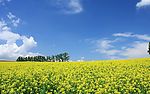 日本北海道郊外