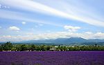 日本北海道薰衣草田