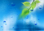 叶子 水滴 水