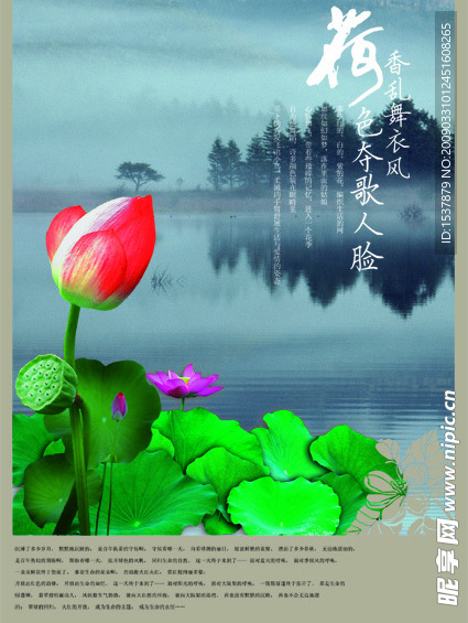 荷花