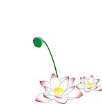 矢量荷花