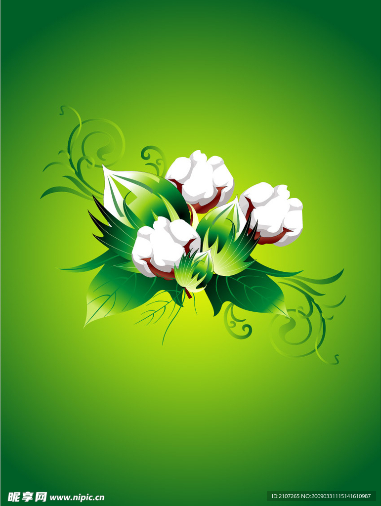 棉花