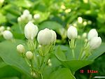 茉莉