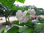 茉莉2