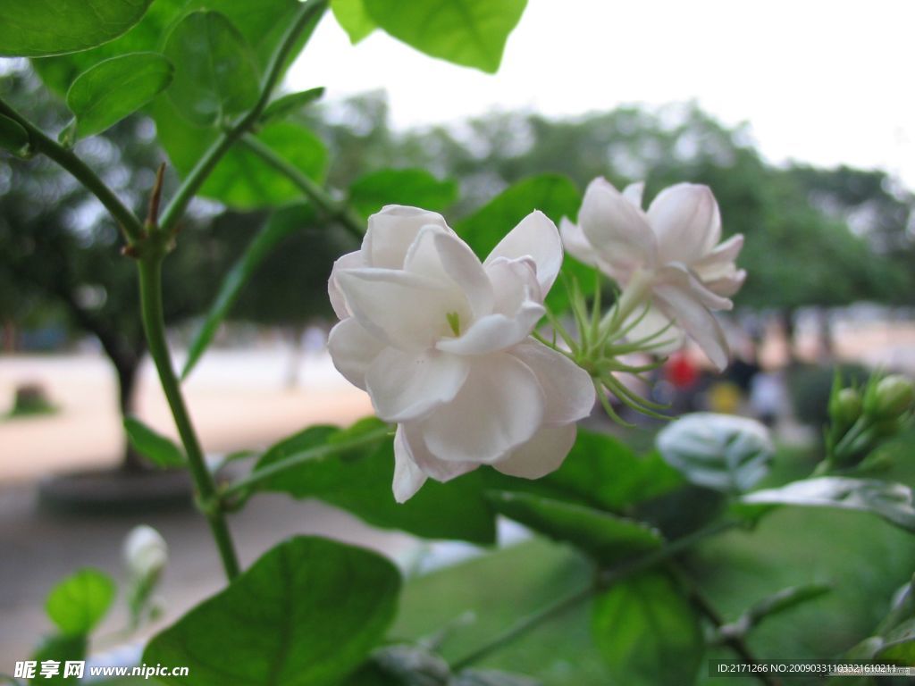 茉莉2