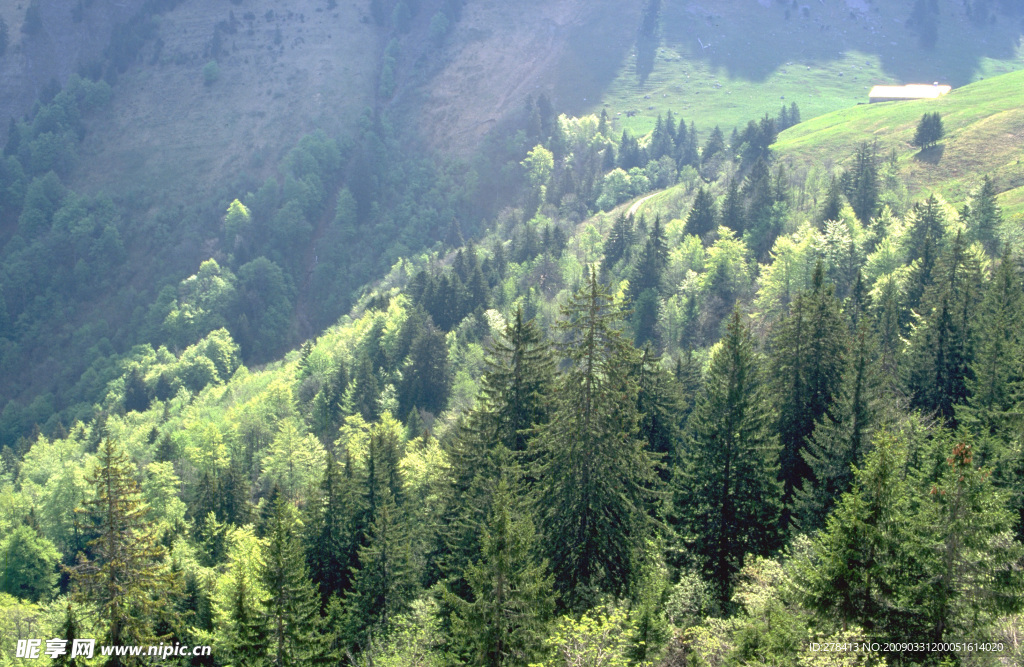 森林 树木 林业 木材 资源