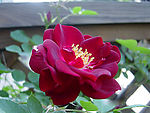 月季花