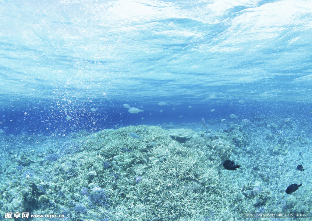 海洋 海藻 鱼 水滴