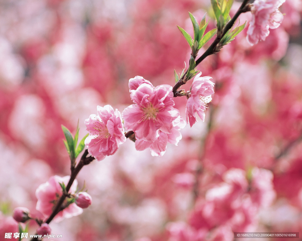 桃花