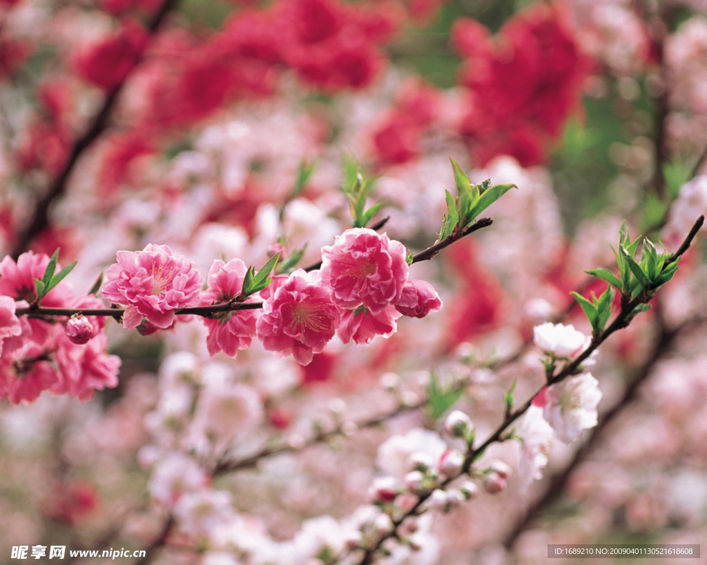 桃花