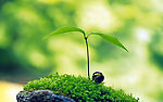 绿草