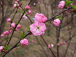 高清特写桃花图片