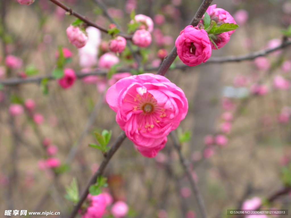 高清桃花图片