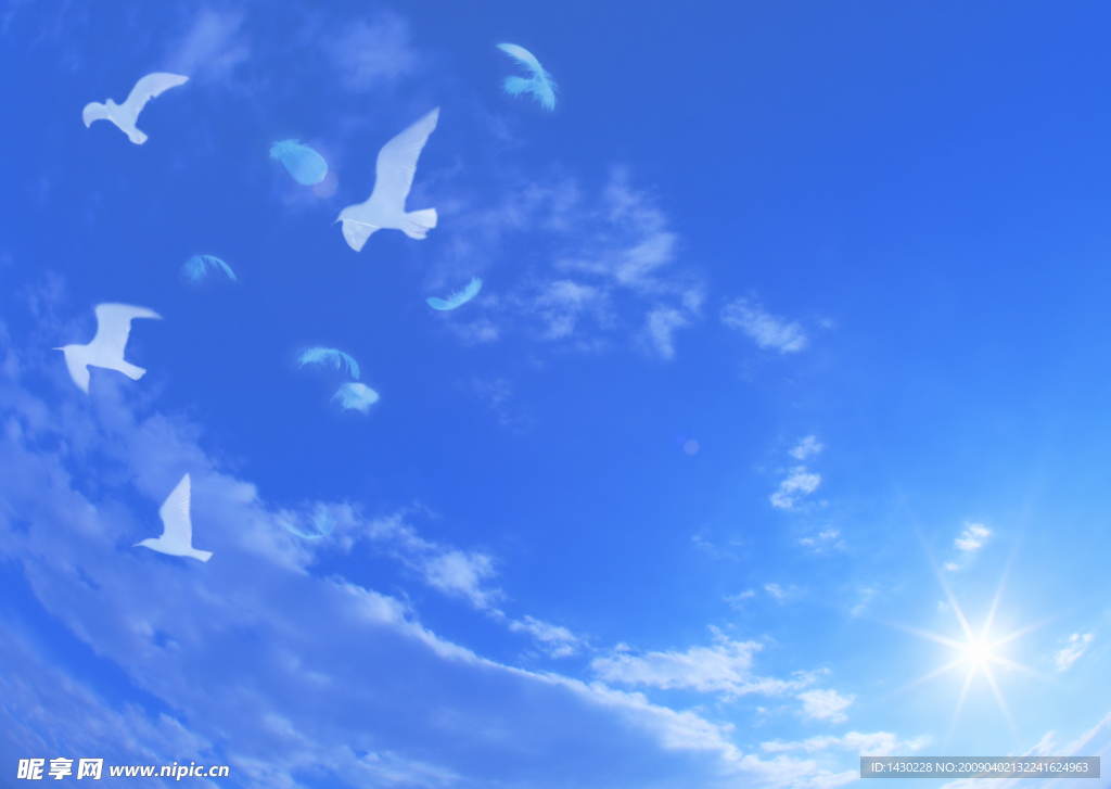 天空 阳光 白云 羽毛 鸽子