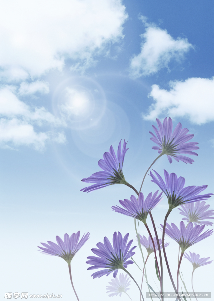 天空 阳光 白云 花