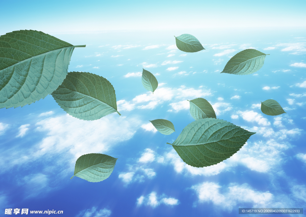 天空树叶飘零