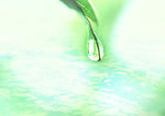 梦幻树叶水滴