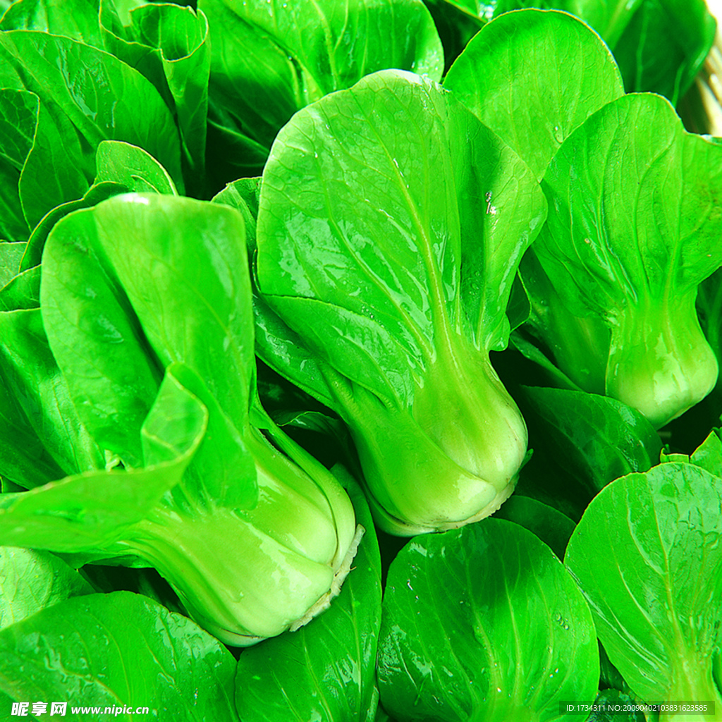 青菜
