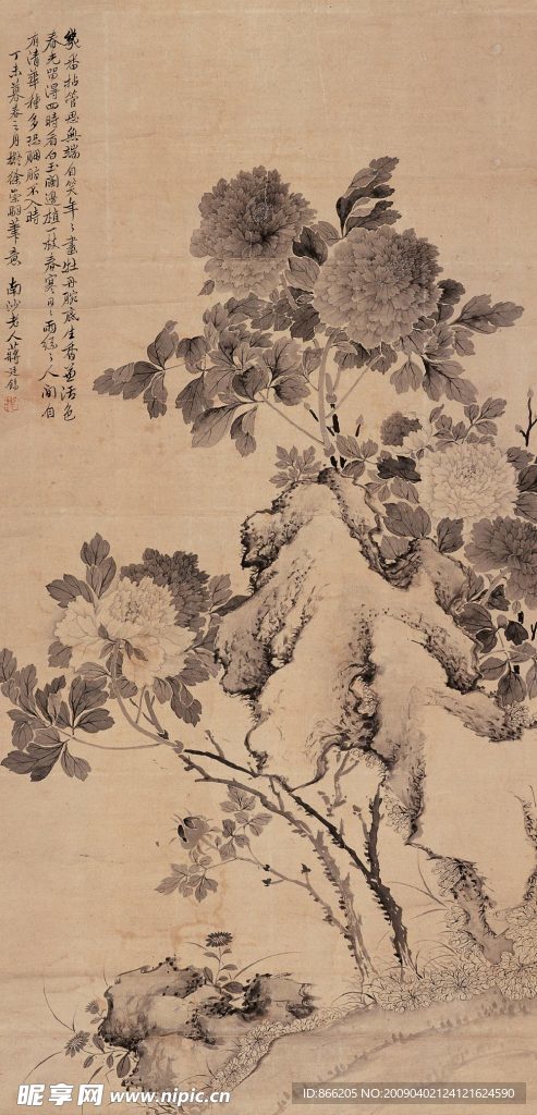 牡丹