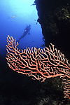 海洋生物