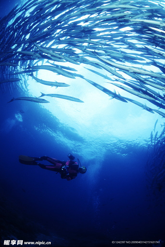 海洋生物