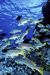 海洋生物