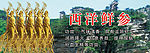 西洋鲜参药材广告素材