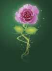 花朵星星