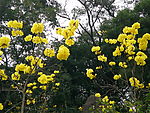黄金花