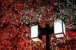 樱花树下的灯柱