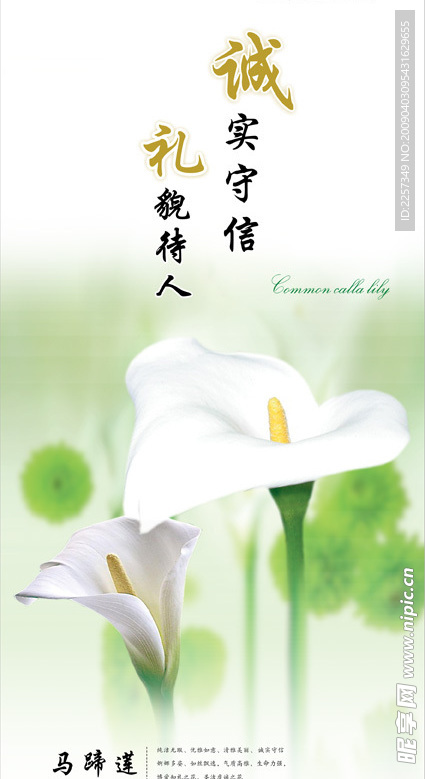 马蹄莲