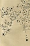 百花图谱34 樱桃