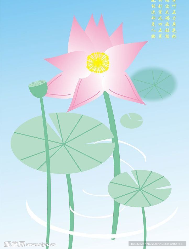 荷花
