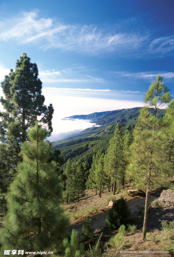 青山绿树
