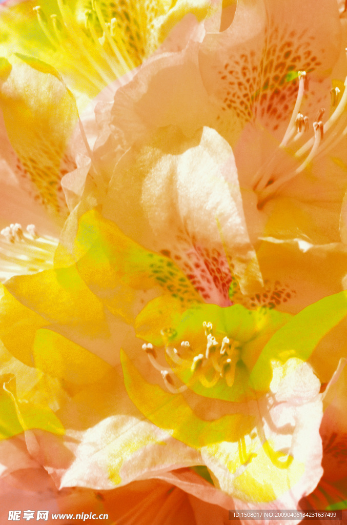 花瓣 花蕊 黄花