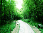 苏州竹林小路