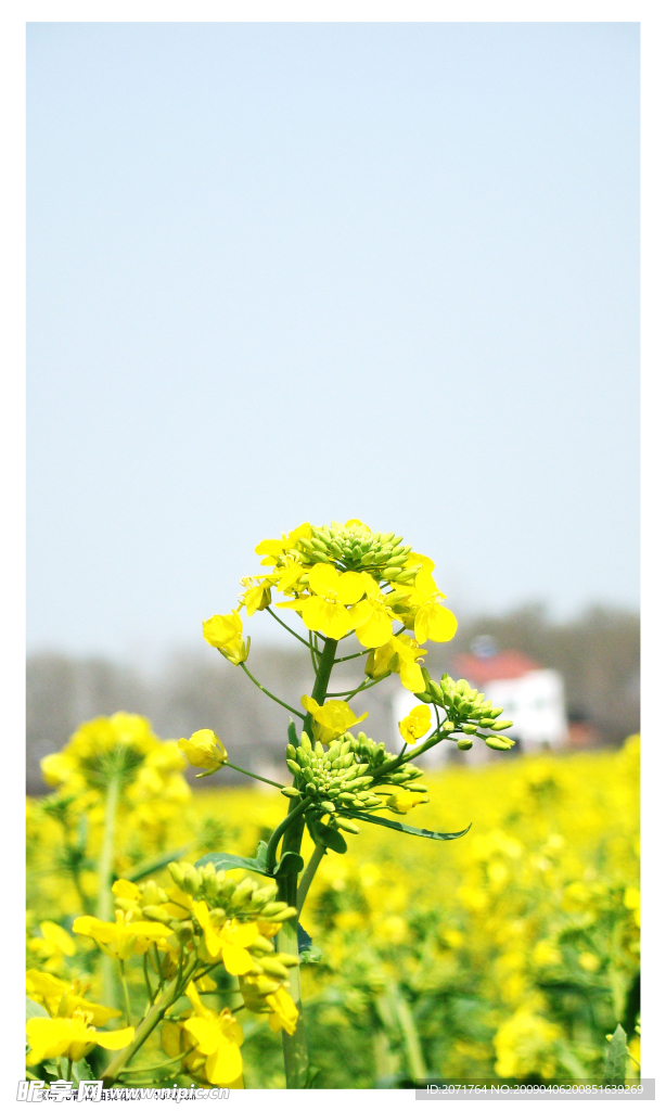 油菜花