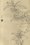 百花图谱38 玉桂