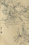 百花图谱42 樱花
