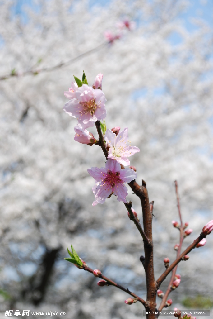 桃花