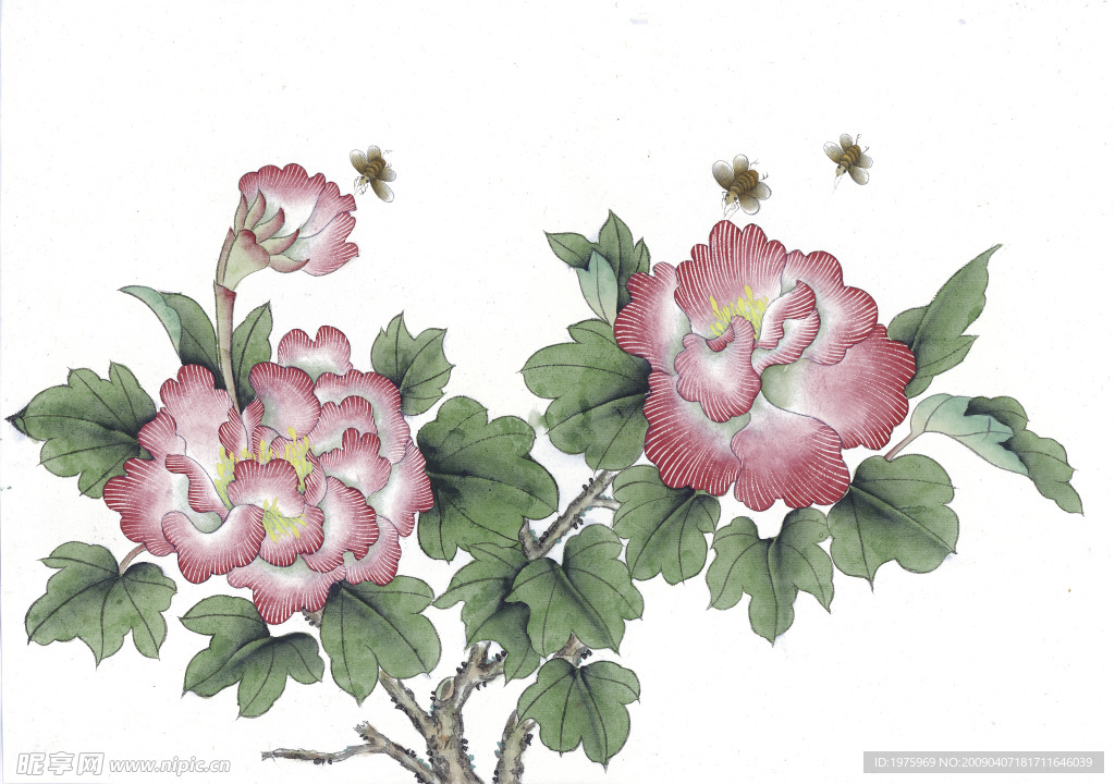 芙蓉花