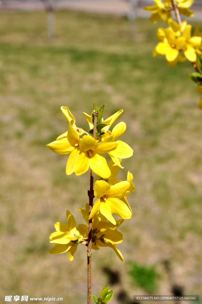 迎春花