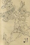 百花图谱52 十姐妹