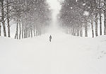 雪地