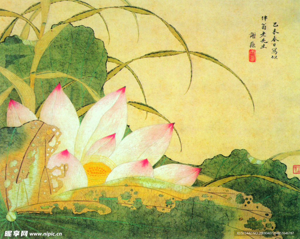 荷花图