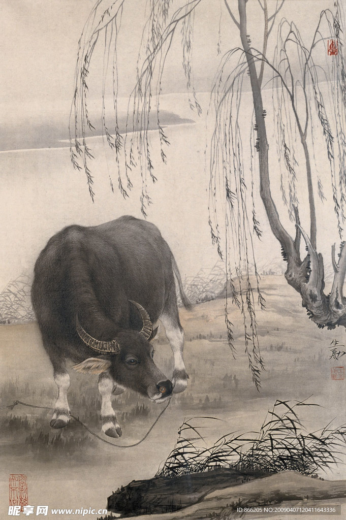 水牛