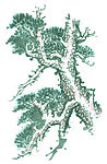 松树